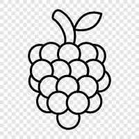 raspberry ketone, raspberry pi, raspberry lemonade, raspberry jam icon svg