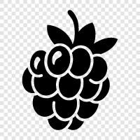 raspberry pi, raspberry sauce, raspberry jam, raspberry cordial icon svg