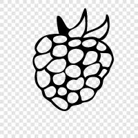 raspberry pi, raspberry ketone, raspberry lemonade, raspberry jam icon svg