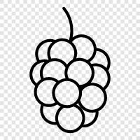 raspberry pi, raspberry cream pie, raspberry jam, raspberry tart icon svg