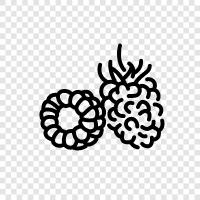 raspberry pi, raspberry ketone, raspberry puree, raspberry tart icon svg