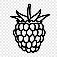 raspberry pi, raspberry tart, raspberry jam, raspberry sauce icon svg