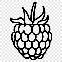 raspberry pi, raspberry ketone, raspberry pie, raspberry tea icon svg