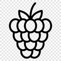 raspberry pi, raspberry fruit, raspberry jam, raspberry tart icon svg