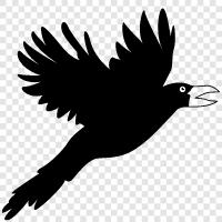 ravens, black, black bird, dark icon svg