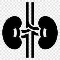 Böbrek yetmezliği, renal transplantasyon, renal hastalık, renal fonksiyon ikon svg