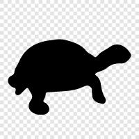 reptile, turtle, animal, pet icon svg