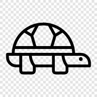 reptile, amphibian, endangered, turtle icon svg