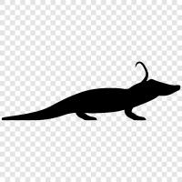 reptiles, crocodiles, alligators, Florida icon svg