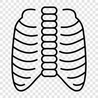 rib cage, ribcage anatomy, rib cage muscles, rib cage deform icon svg