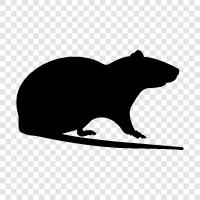 Rodent, House Mouse, Cavity Nester, Feral Rat icon svg