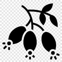 rose, dog, flowers, plants icon svg