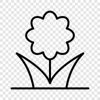 rose, garden, botanical, zinnias icon svg