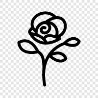 rose, garden, jonathan, dahlia icon svg