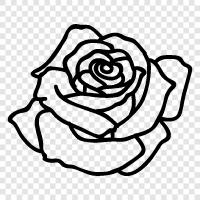 Rose, rosa, Blume, Blüte symbol