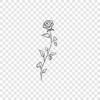 Rose, Rosa, Schönheit, Liebe symbol