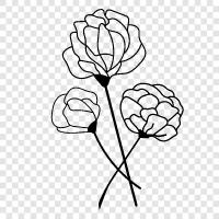 rose, flower, garden, blooming icon svg