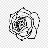 rose, flower, garden, fragrance icon svg