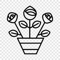 rose, flower, fragrant, sweet icon svg