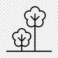 sapling, growth, leaves, bark icon svg