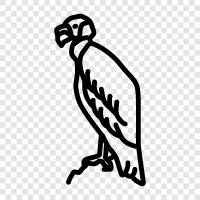 scavenger, scavenger bird, vulture population, decline icon svg