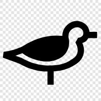 scavenger, scavenging, gull, white icon svg