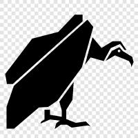 scavenger, scavenger bird, vulture behavior, vulture diet icon svg