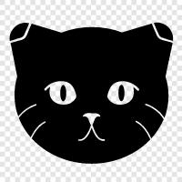 Scottish Fold cat, Scottish Fold kittens, Scottish Fold adoption, Scottish Fold rescue icon svg