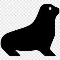 sea lion, aquatic mammal, cetacean, marine mammal icon svg