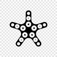 sea star, urchin, starfish larvae, sea urchin icon svg