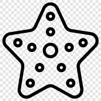 sea stars, urchins, echinoderms, brittle stars icon svg