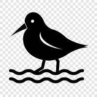 seabird, albatross, petrel, auks icon svg