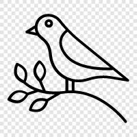 Seabird icon