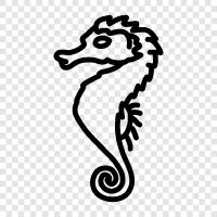 seahorse, Seahorse pictures, seah icon svg