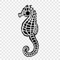 seahorse care, seahorse diet, seahorse habitat, Seahorse icon svg