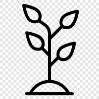 Samen, Gemüse, wachsen, gesund symbol