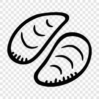 shell, snail, porcelain, chiton icon svg