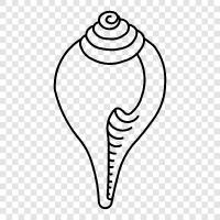 shell, conch, strand, marine symbol