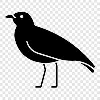 shorebird, sandpiper, dunebird, egret icon svg