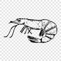 shrimp icon svg