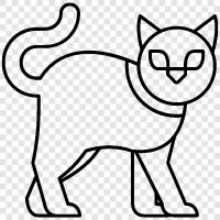 Siamese, Ragdoll, house cat, indoor cat icon svg