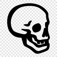 skull, human anatomy, human skeleton, human brain icon svg