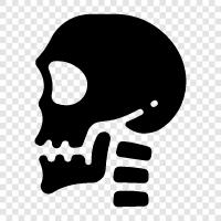 skull, bone, skull anatomy, skull diagram icon svg