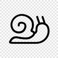 slugs, gastropods, mollusks, marine icon svg