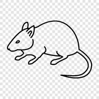 small rodent, black rat, brown rat, house rat icon svg