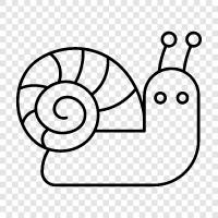 snail mail, snail mail delivery, snail mail delivery time, Snail icon svg