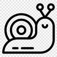 snail, gastropod, marine, shell icon svg