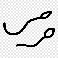 Spermienwettbewerb, Spermienproduktion, Spermienmotilität, Spermienmorphologie S symbol