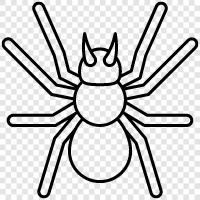 spider icon svg