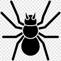 spider icon svg